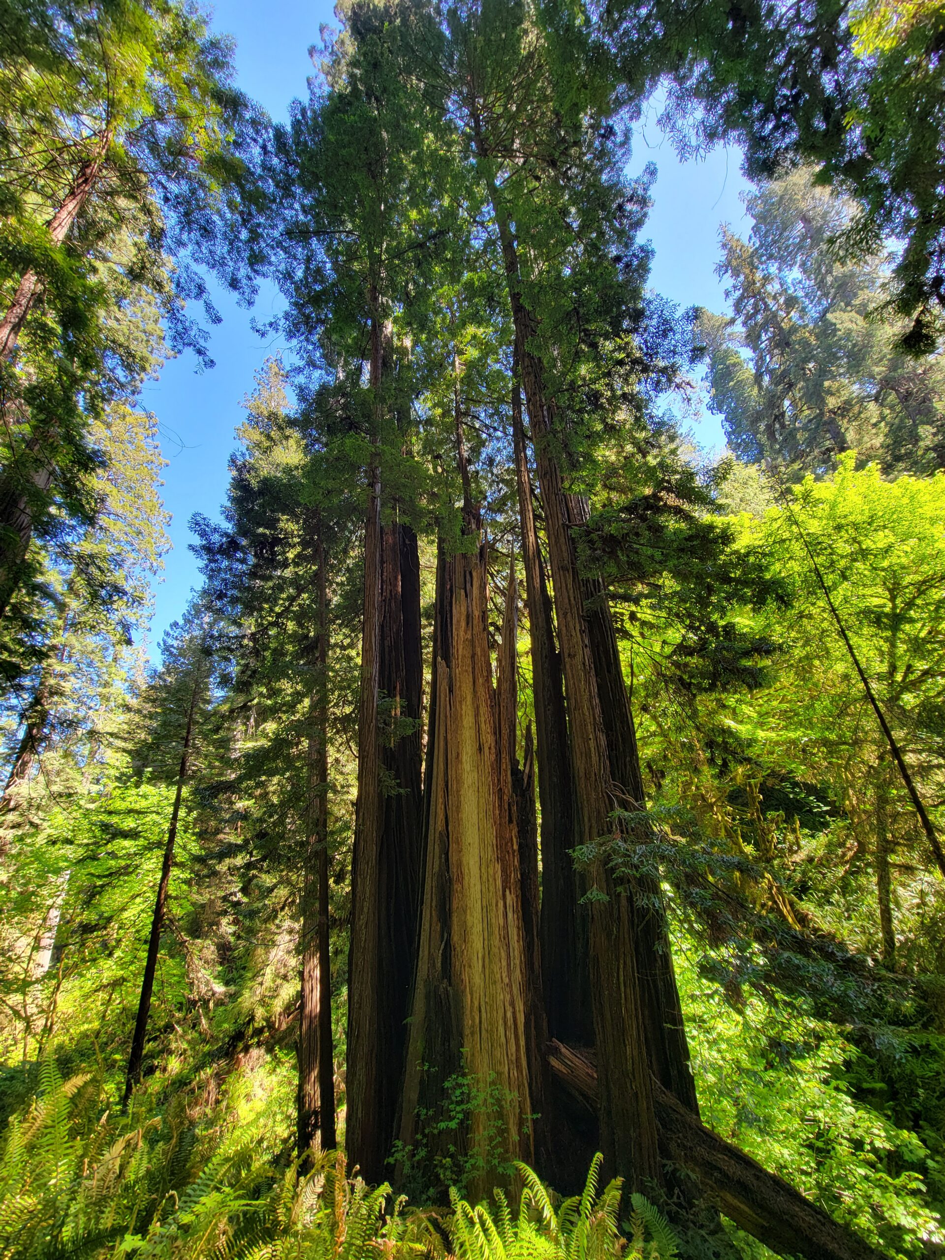 Redwood National Forest Hotels; Adventure in the Redwoods - Best Friends Love Travel